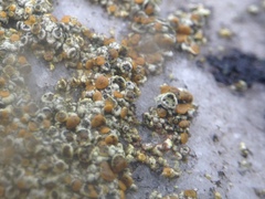 Muellerella lichenicola image