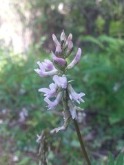 Astragalus robbinsii