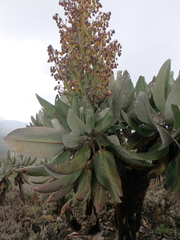 Dendrosenecio elgonensis