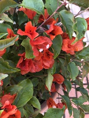 Bougainvillea glabra