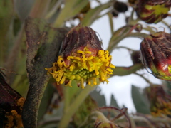 Dendrosenecio elgonensis