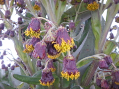 Dendrosenecio elgonensis