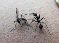 Aphaenogaster senilis