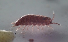 Trichoniscus pusillus