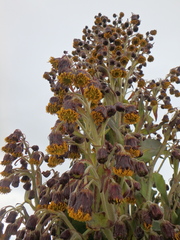 Dendrosenecio elgonensis