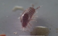 Trichoniscus pusillus