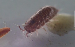 Trichoniscus pusillus