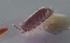 Trichoniscus pusillus