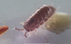 Trichoniscus pusillus