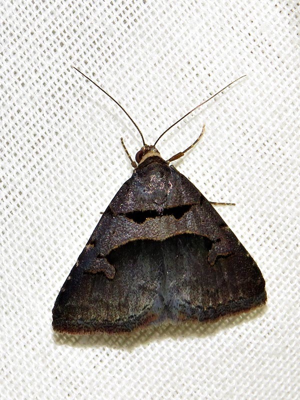 Anoba microloba