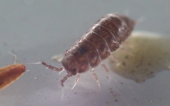 Trichoniscus pusillus