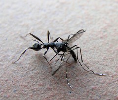 Aphaenogaster senilis