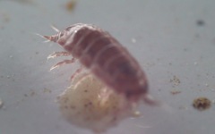 Trichoniscus pusillus