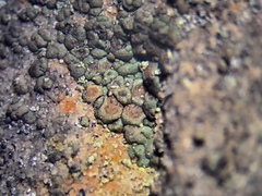 Acarospora americana