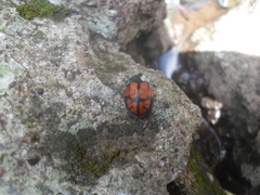 Ogdoecosta biannularis