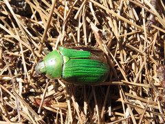 Chrysina transvolcanica
