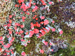 Cladonia jaliscana