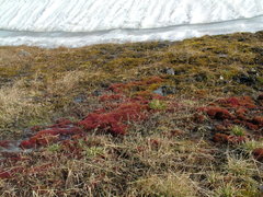 Ptychostomum cryophilum