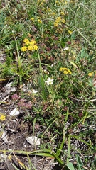 Minuartia hirsuta