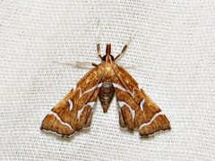 Panotima angularis