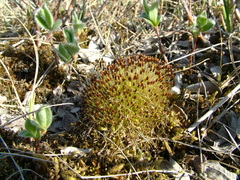 Aplodon wormskioldii