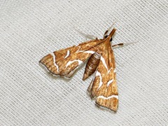 Panotima angularis
