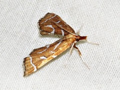 Panotima angularis