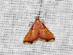 Endotricha erythralis