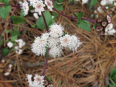 Ageratina rhomboidea
