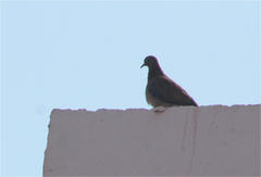 Streptopelia senegalensis