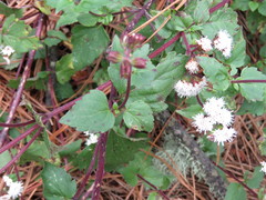 Ageratina rhomboidea