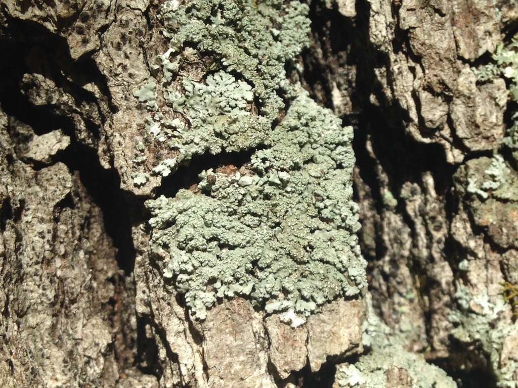 Heterodermia granulifera