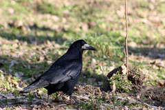 Corvus frugilegus