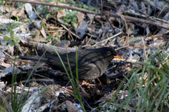 Turdus merula