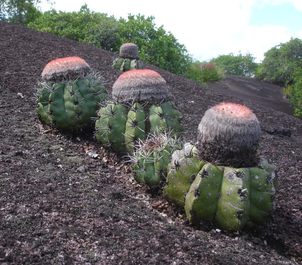 Melocactus neryi, Voltzberg, Raleigh Vallen