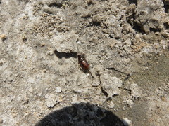 Pogonus
