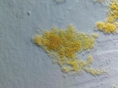 Fungi