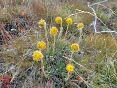 Senecio magellanicus