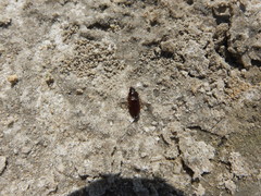 Pogonus