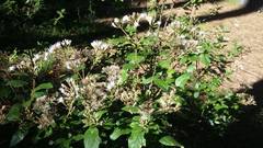 Ageratina saltillensis