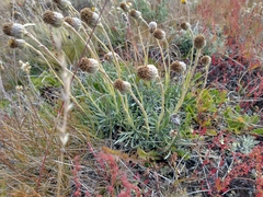 Senecio magellanicus