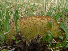 Aplodon wormskioldii