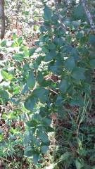 Ageratina saltillensis
