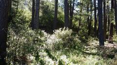Ageratina saltillensis