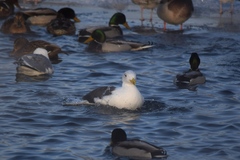 Larus marinus