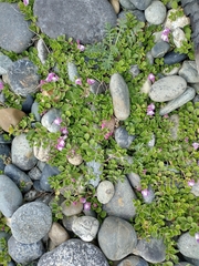Scutellaria nummulariifolia