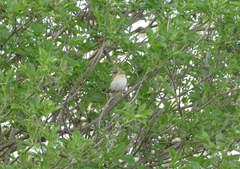 Phylloscopus trochilus