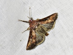 Condica capensis