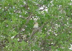 Phylloscopus trochilus