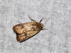 Condica capensis